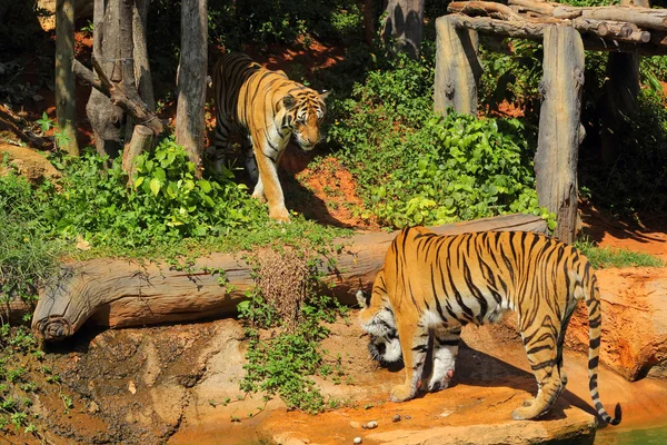 Tygrysy w ogrodach zoologicznych i natura — Zdjęcie stockowe