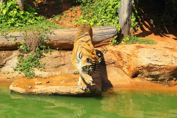 Tygrysy w ogrodach zoologicznych i natura — Zdjęcie stockowe