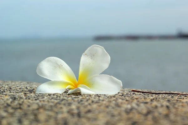 Vit frangipani blomma på sanden — Stockfoto