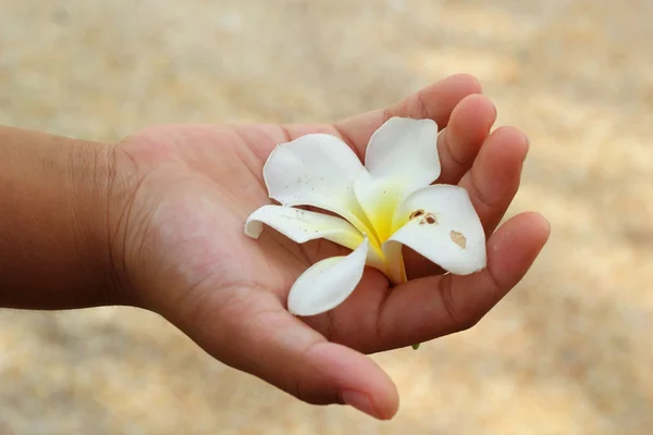 white frangipani flower in hand