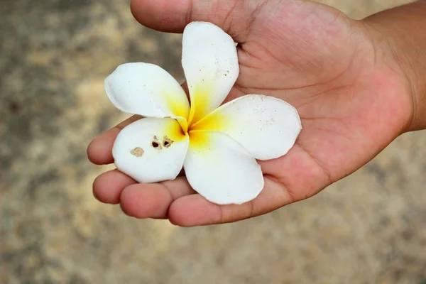 white frangipani flower in hand