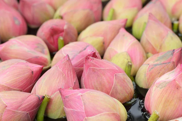 Doğada pembe lotus çiçeği — Stok fotoğraf