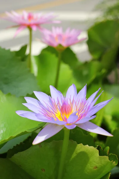 Flor de loto púrpura en la naturaleza —  Fotos de Stock