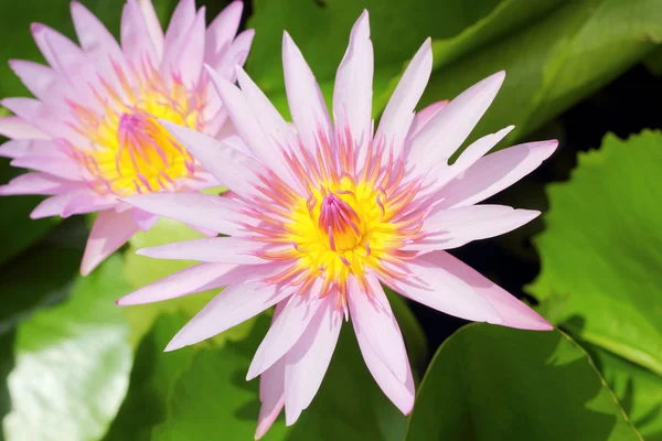 Flor de loto rosa en la naturaleza —  Fotos de Stock