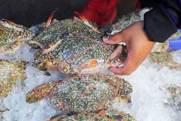 Fresh crab at the market — Stock Photo, Image