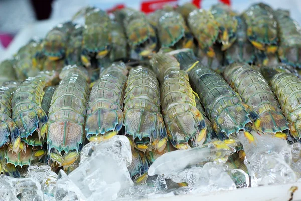 Mantis segar udang di atas es — Stok Foto