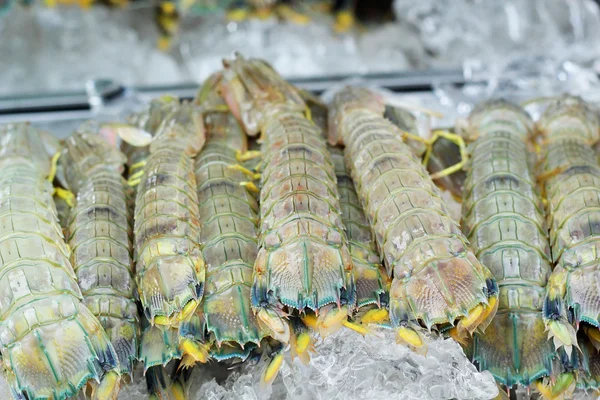 Gamberetti mantide fresca sul ghiaccio — Foto Stock