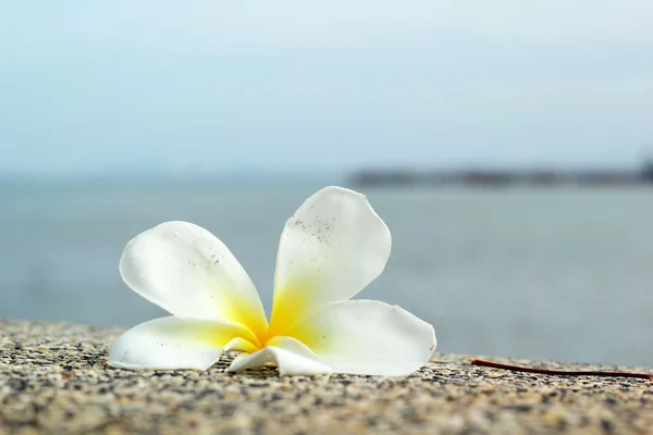 Vit frangipani blomma på sanden — Stockfoto