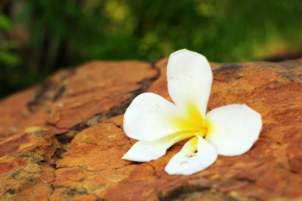 Taşın üzerinde beyaz frangipani çiçeği — Stok fotoğraf