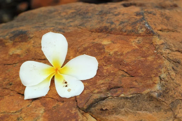 Taşın üzerinde beyaz frangipani çiçeği — Stok fotoğraf