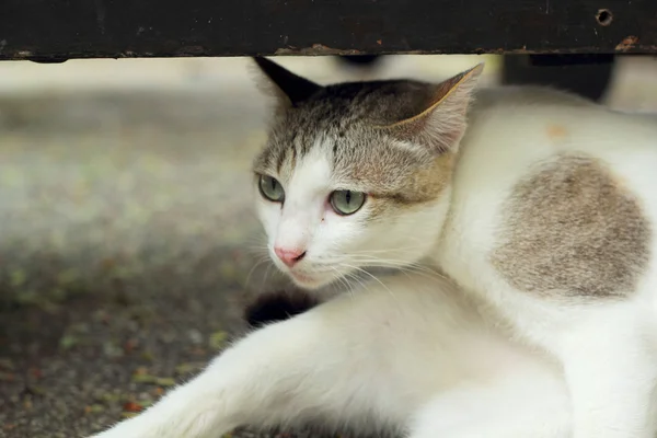 白い猫の近くで — ストック写真