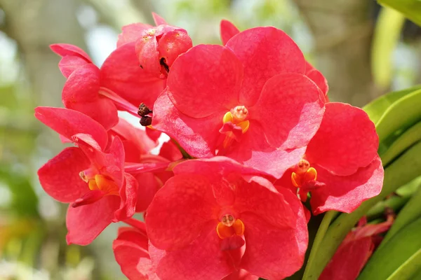 Орхідея квіти в природі — стокове фото