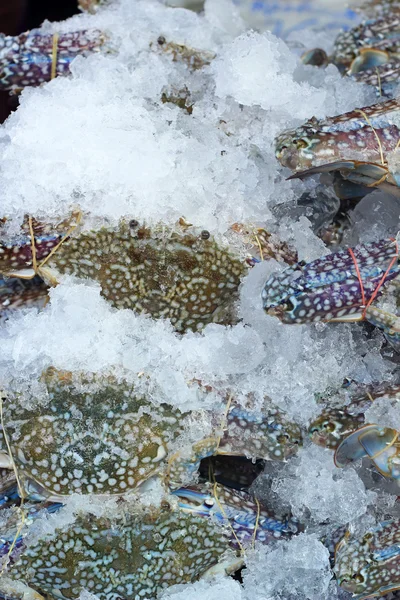 Fresh crab at the market — Stock Photo, Image