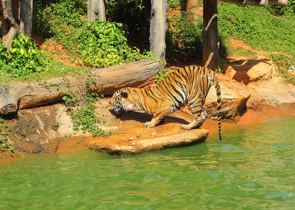 Tigres en zoológicos y naturaleza — Foto de Stock