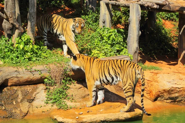 Tygrysy w ogrodach zoologicznych i natura — Zdjęcie stockowe