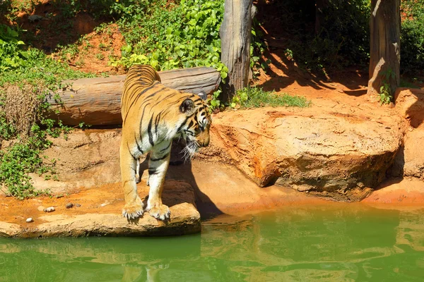 Tygrysy w ogrodach zoologicznych i natura — Zdjęcie stockowe