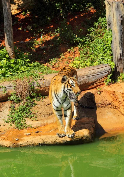 Tygrysy w ogrodach zoologicznych i natura — Zdjęcie stockowe