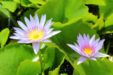 doğada mor lotus çiçeği