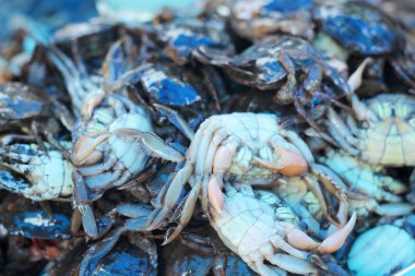 Markette taze Yengeç