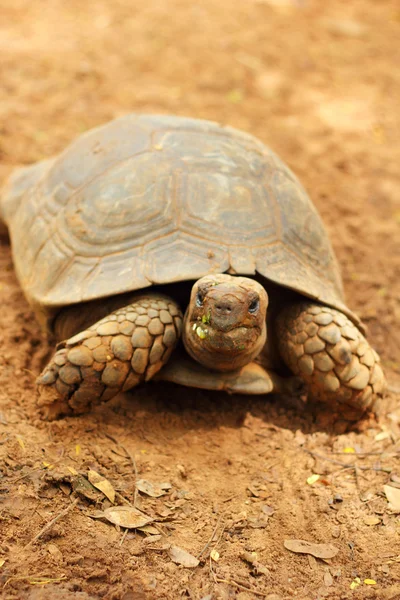 Schildpadden kruipen in de natuur — Stockfoto