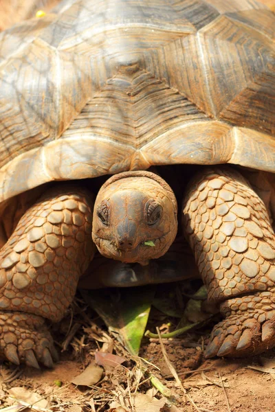 在自然界中爬行的乌龟 — 图库照片