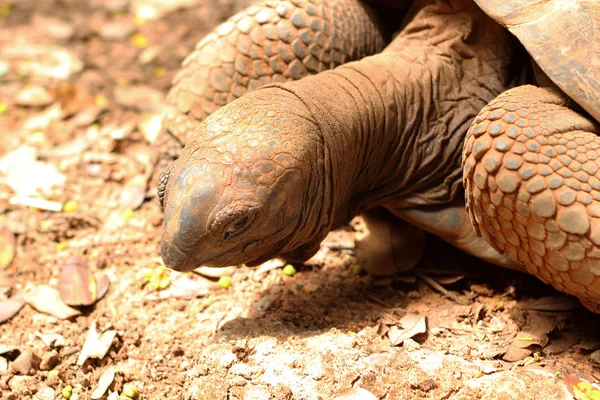 Żółwie indeksowania w naturze — Zdjęcie stockowe