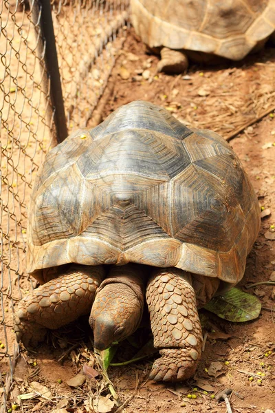 Schildpadden kruipen in de natuur — Stockfoto