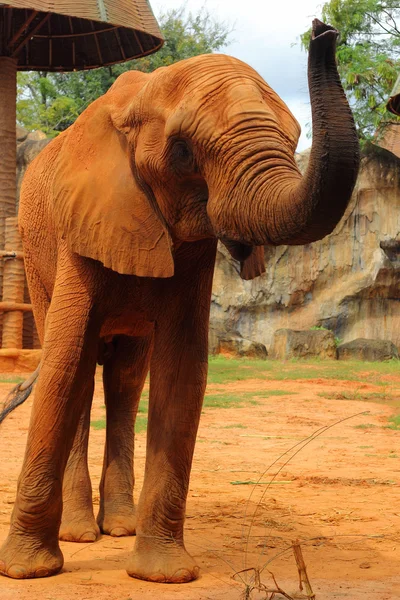 African elephant in the nature — Stock Photo, Image