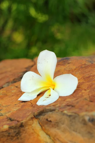 Weiße Frangipani-Blume auf dem Stein — Stockfoto