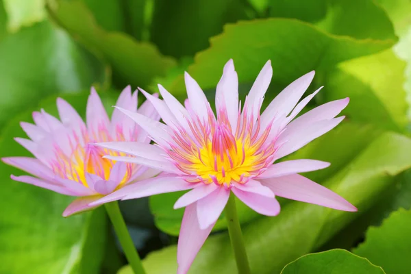 Pink lotus flower in the nature — Stock Photo, Image