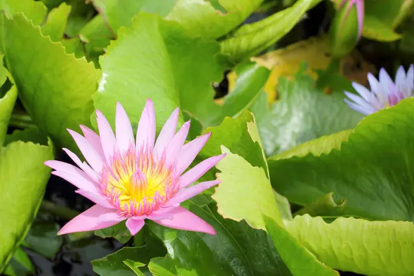 Flor de loto rosa en la naturaleza —  Fotos de Stock