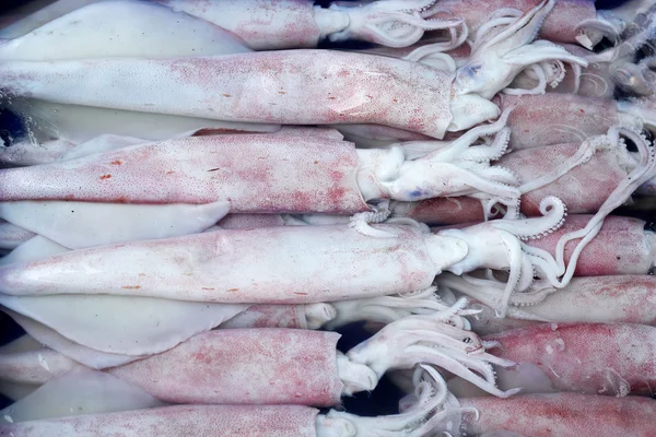 Fresh squid - in the tray — Stock Photo, Image