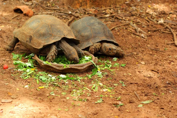 Schildkröten krabbeln in der Natur — Stockfoto