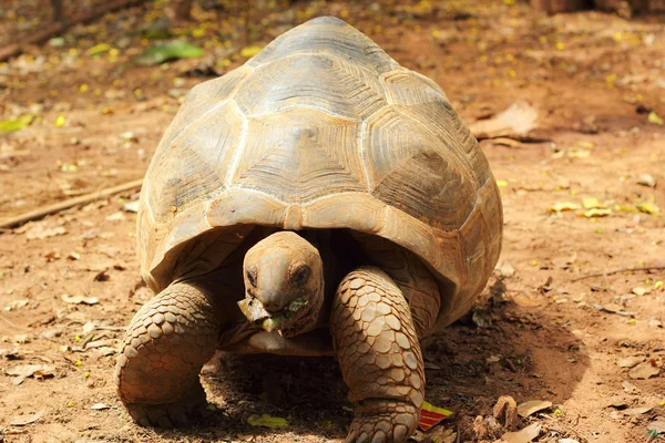 Schildpadden kruipen in de natuur — Stockfoto