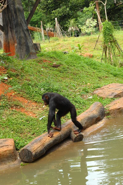 Monkey sitting on the river. — Stock Photo, Image