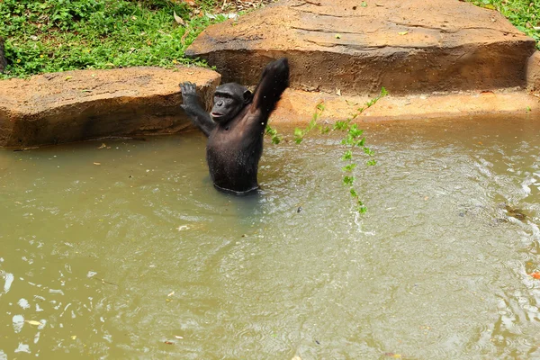 Monkey sitting on the river. — Stock Photo, Image