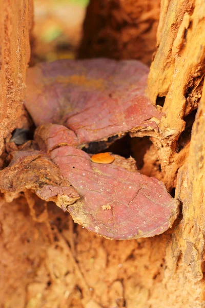 Ganoderma lucidum - ling zhi μανιτάρι. — Φωτογραφία Αρχείου