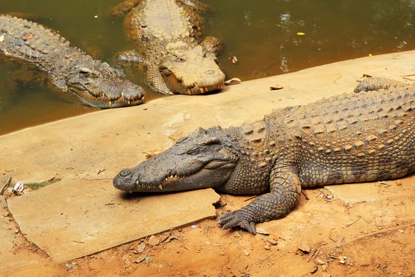 Crocodile in the nature — Stock Photo, Image