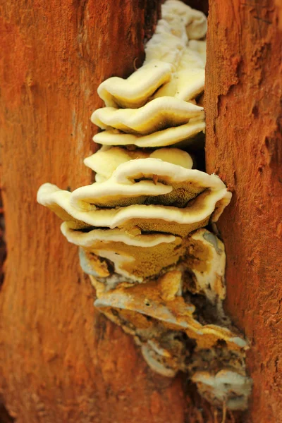 Funghi nella natura — Foto Stock