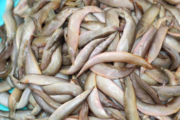 Pescado fresco - en el mercado —  Fotos de Stock