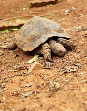 Doğada sürünerek kaplumbağalar