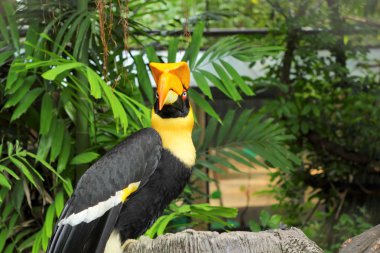 doğada ağaçta kuş