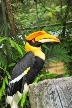 doğada ağaçta kuş