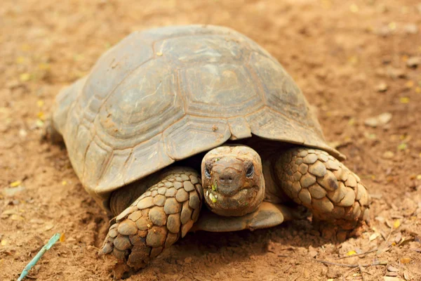 Sköldpaddorna kryper i naturen — Stockfoto