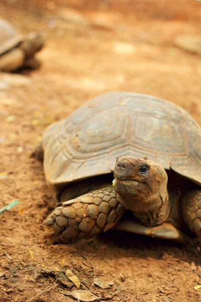 Schildpadden kruipen in de natuur — Stockfoto