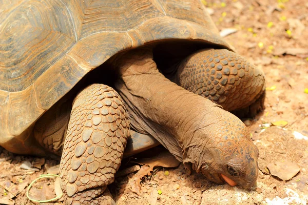 Schildkröten krabbeln in der Natur — Stockfoto