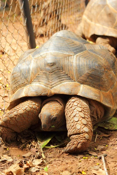 Sköldpaddorna kryper i naturen — Stockfoto