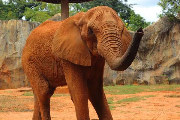 Afrikaanse olifant in de natuur — Stockfoto