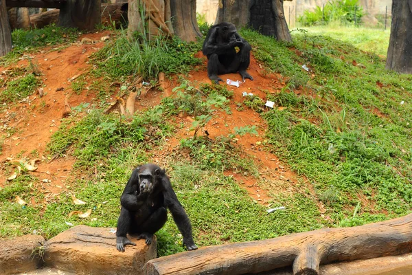 Monkey sitting at the nature — Stock Photo, Image