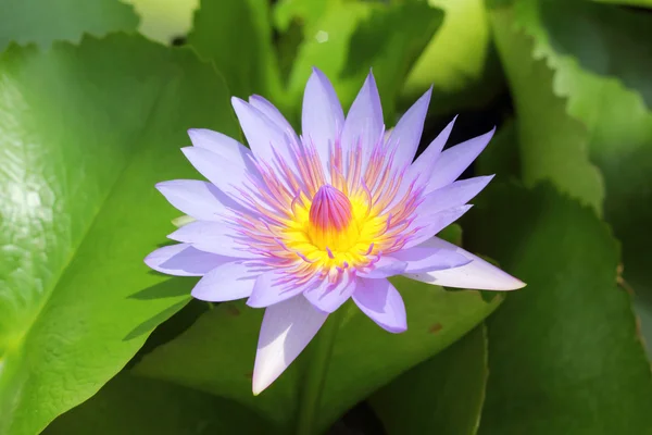 Flor de loto púrpura en la naturaleza —  Fotos de Stock